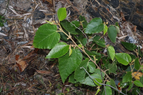 Native Hemp (Androcalva rossii)