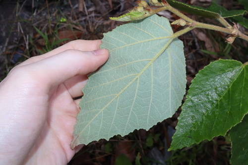 Image of Androcalva rossii by (c) Thomas Mesaglio, some rights reserved (CC BY)