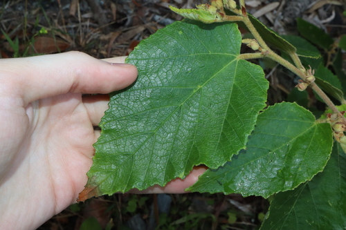 Image of Androcalva rossii by (c) Thomas Mesaglio, some rights reserved (CC BY)