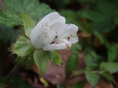 Rubus pectinellus