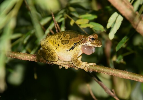 Mexican Treefrog