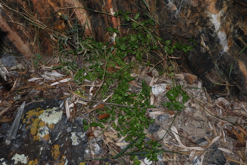 Image of Opercularia aspera by (c) Thomas Mesaglio, some rights reserved (CC BY)