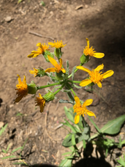 Senecio triangularis