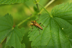 Stenocorus meridianus