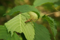 Stenocorus meridianus