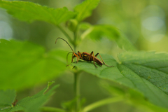 Stenocorus meridianus