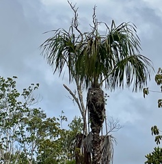 Carana Palm (Mauritia carana)