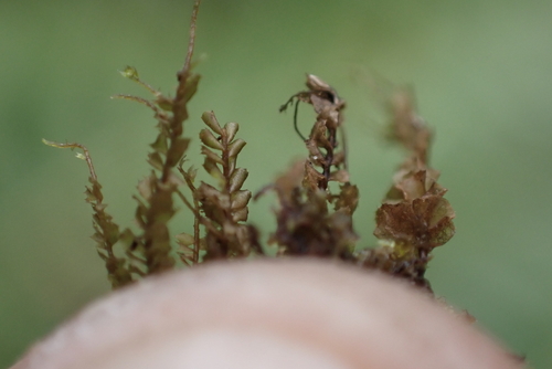 Plagiochila gaudichaudii, 2024-08-16