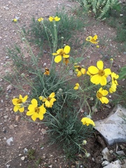 Thelesperma subnudum