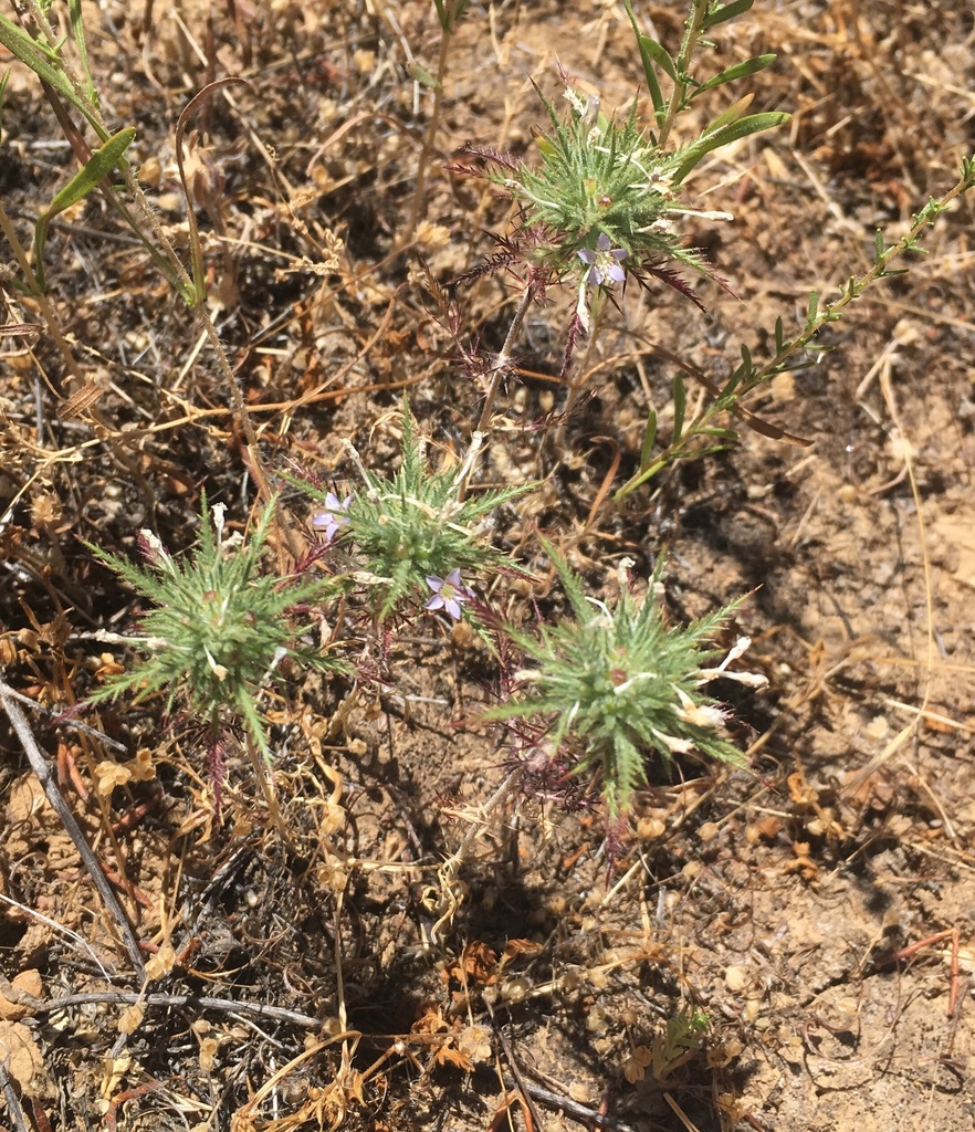 Panoche Hills Navarretia
