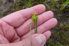 Carex viridula