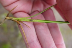 Carex viridula