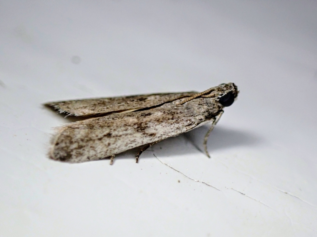 White-edged Phycitodes Moth