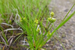 Carex viridula