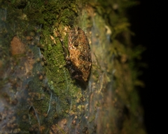 Anabunda murrayfletcheri