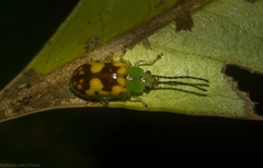 Chalcolampra marmorata