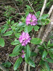 Rhododendron catawbiense