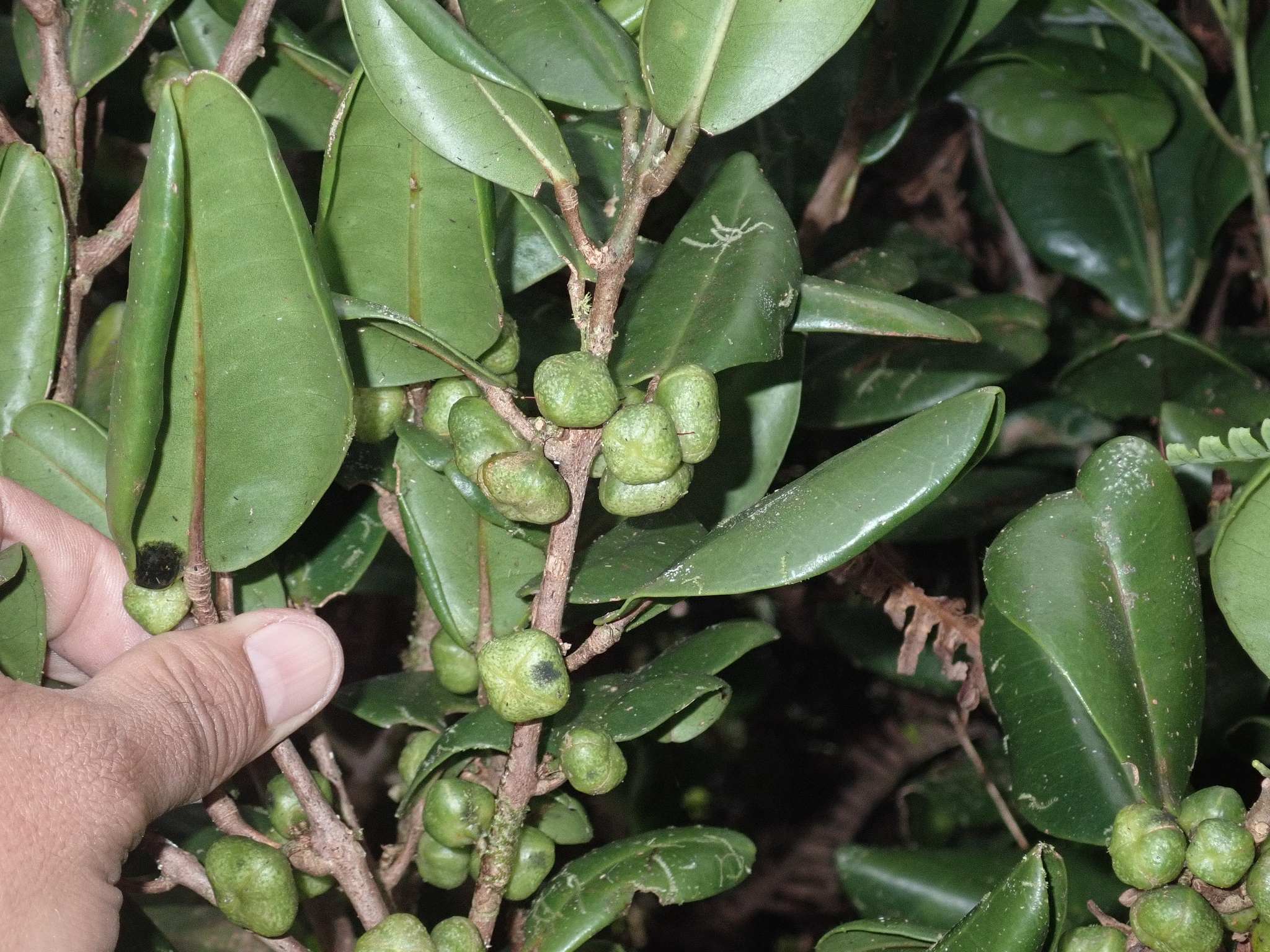 Melicope oahuensis