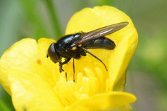 Cheilosia albitarsis