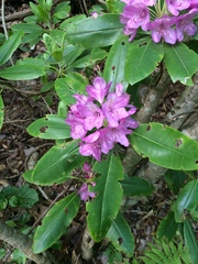 Rhododendron catawbiense