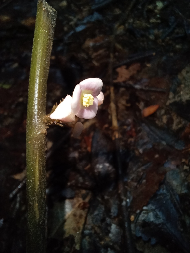 Thottea parviflora