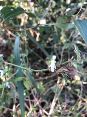 Leucas glabrata