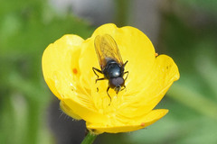 Cheilosia albitarsis