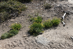 Lomatium torreyi