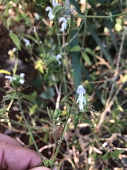 Leucas glabrata