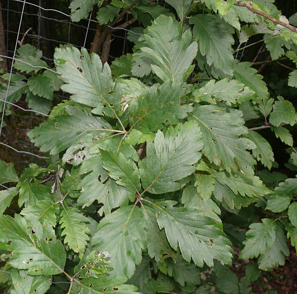 Hedlundia hohenesteri