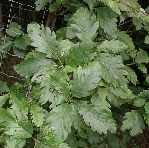 Sorbus hohenesteri