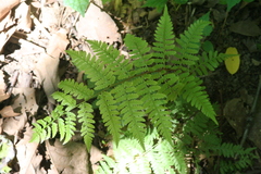 Athyrium