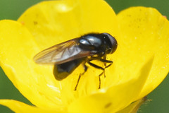 Cheilosia albitarsis