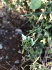 Leucas glabrata