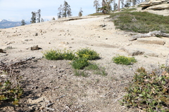 Lomatium torreyi