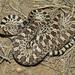 Gopher Snake - Photo (c) timoteo_b, some rights reserved (CC BY-NC)