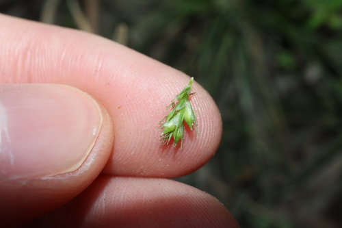 Image of Carex breviculmis by (c) Thomas Mesaglio, some rights reserved (CC BY)