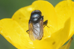 Cheilosia albitarsis