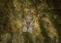Polylopha epidesma