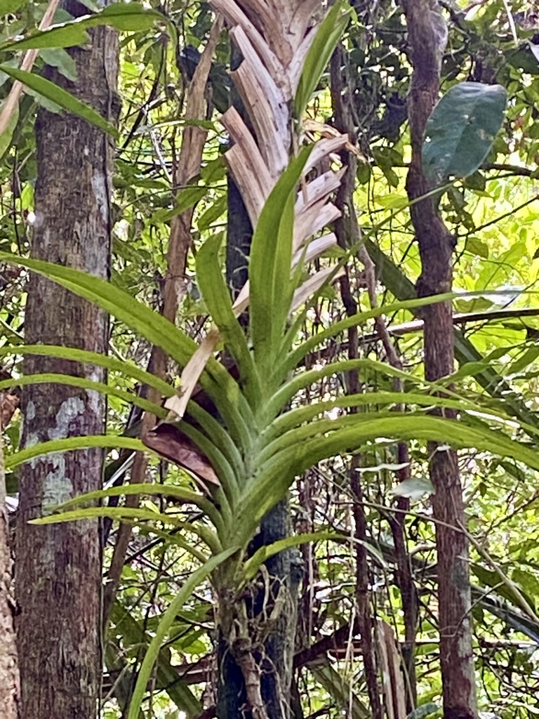 Dipodium conduplicatum J.J.Sm. 2