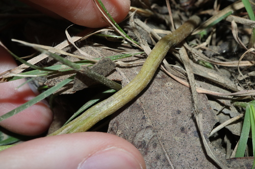 Image of Sceptridium australe by (c) Thomas Mesaglio, some rights reserved (CC BY)