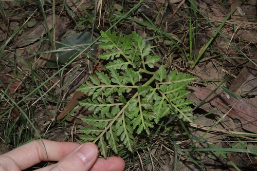 Image of Sceptridium australe by (c) Thomas Mesaglio, some rights reserved (CC BY)