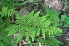 Athyrium