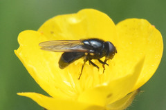 Cheilosia albitarsis