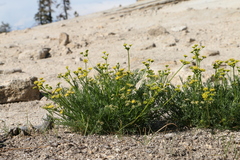 Lomatium torreyi
