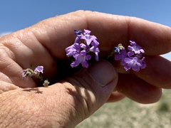 Glandularia wrightii