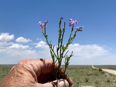 Glandularia wrightii