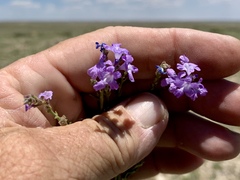 Glandularia wrightii