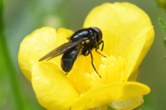 Cheilosia albitarsis