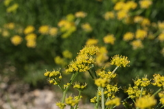 Lomatium torreyi